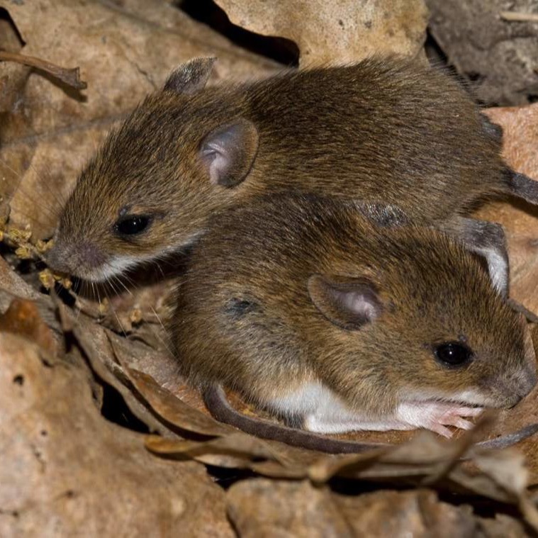 Уничтожения мышей в частном доме в Санкт-Петербурге?