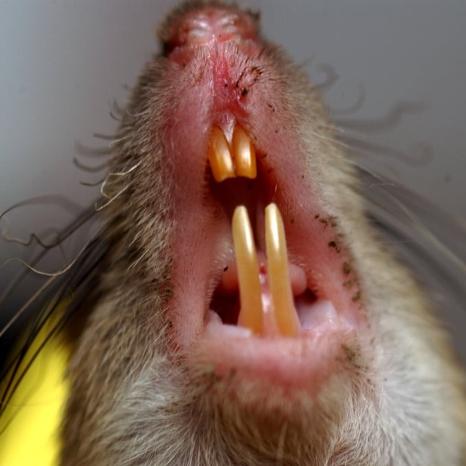 Дератизация крыс в Санкт-Петербурге?